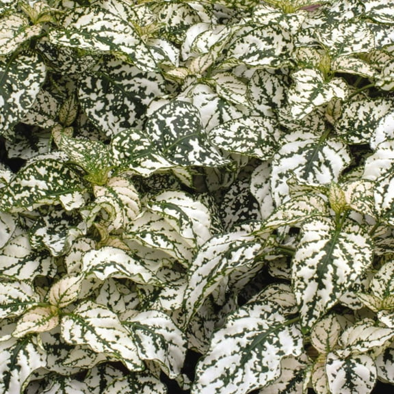 Hypoestes Decorative House Plant Seeds - Splash Select Series - White - 500 Seeds - Annual Ornamental Plant Seed