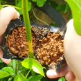 thumbnail image 4 of 10pcs Air Layering Propagation Balls High Pressure Plant Rooting Ball Root Grafting Growth Breed (12cm), 4 of 5