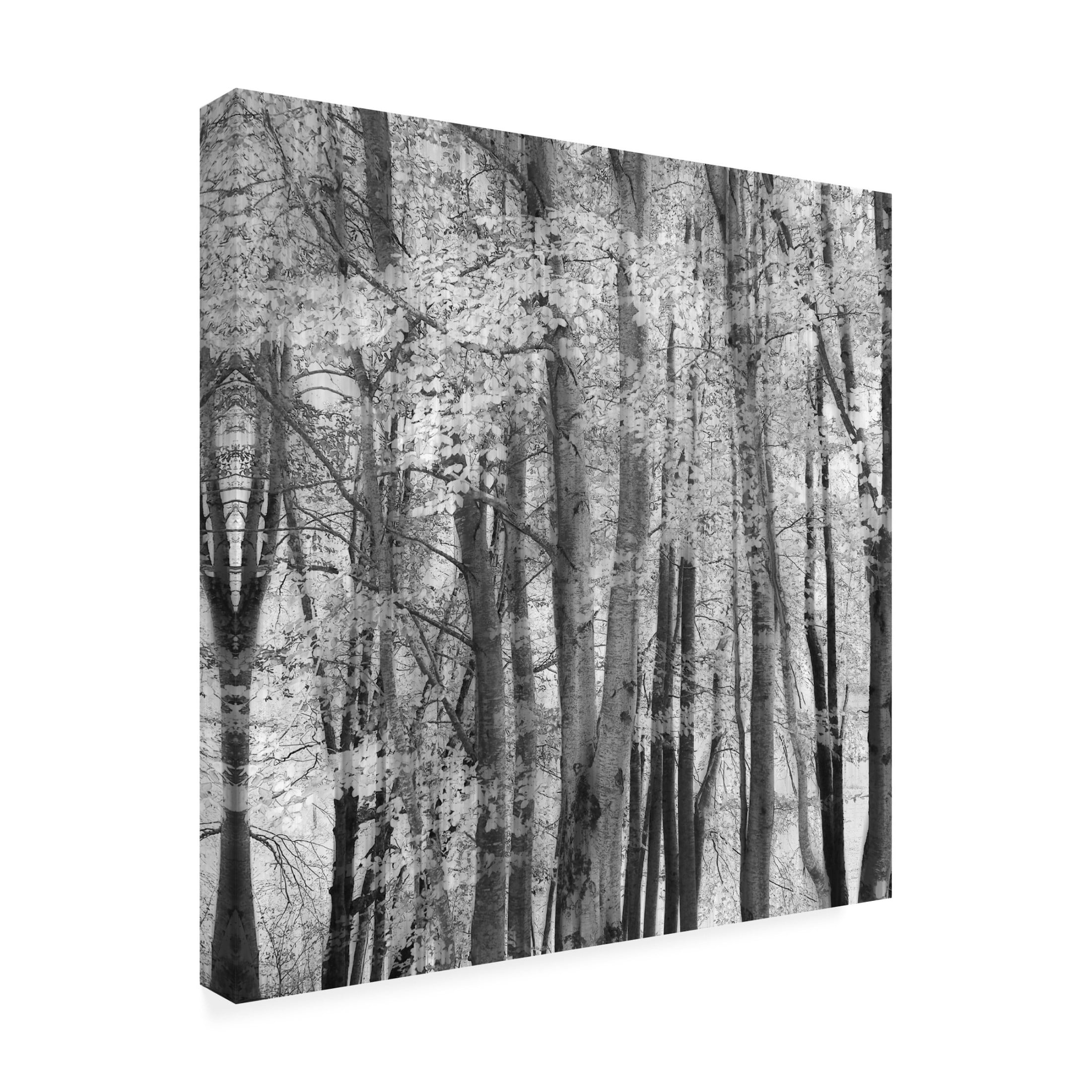 Trademark Fine Art Piero Consoli El Bosque Canvas Wall Art