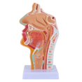 thumbnail image 2 of 2X Nasal Cavity Throat Anatomy Model Human Anatomical Pharynx Larynx Model for Students Study Display Teaching, 2 of 5