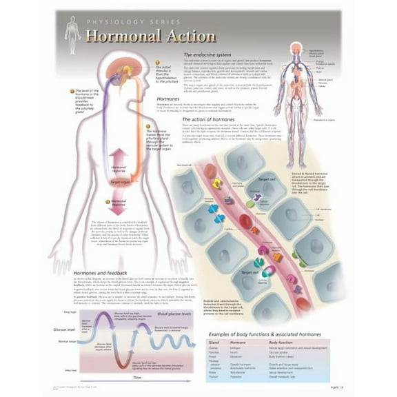 Hormonal Action Wall Chart : 8280 (Wallchart)