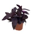 thumbnail image 2 of Purple Heart Plant - Setcreasea pallida - 4" Pot, 2 of 2