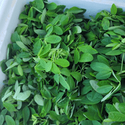 50 Chipilin Guatemalan Vegetable Seeds, Rare Heirloom Seeds, Chipilin Seeds for Planting