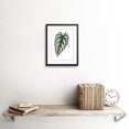 thumbnail image 2 of Leaf Cissus Discolor Art Print Framed Poster Wall Decor 9x7 inch, 2 of 5