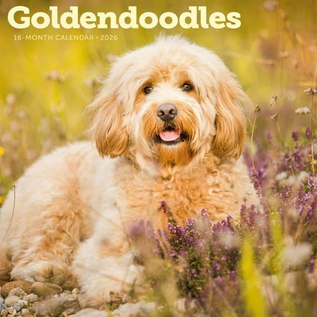 Carousel Calendars, Goldendoodles 2026 Wall Calendar