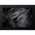 thumbnail image 2 of Braun Studio 14x11 Black Modern Framed Museum Art Print Titled - Feuillage DÃ©licat, 2 of 5