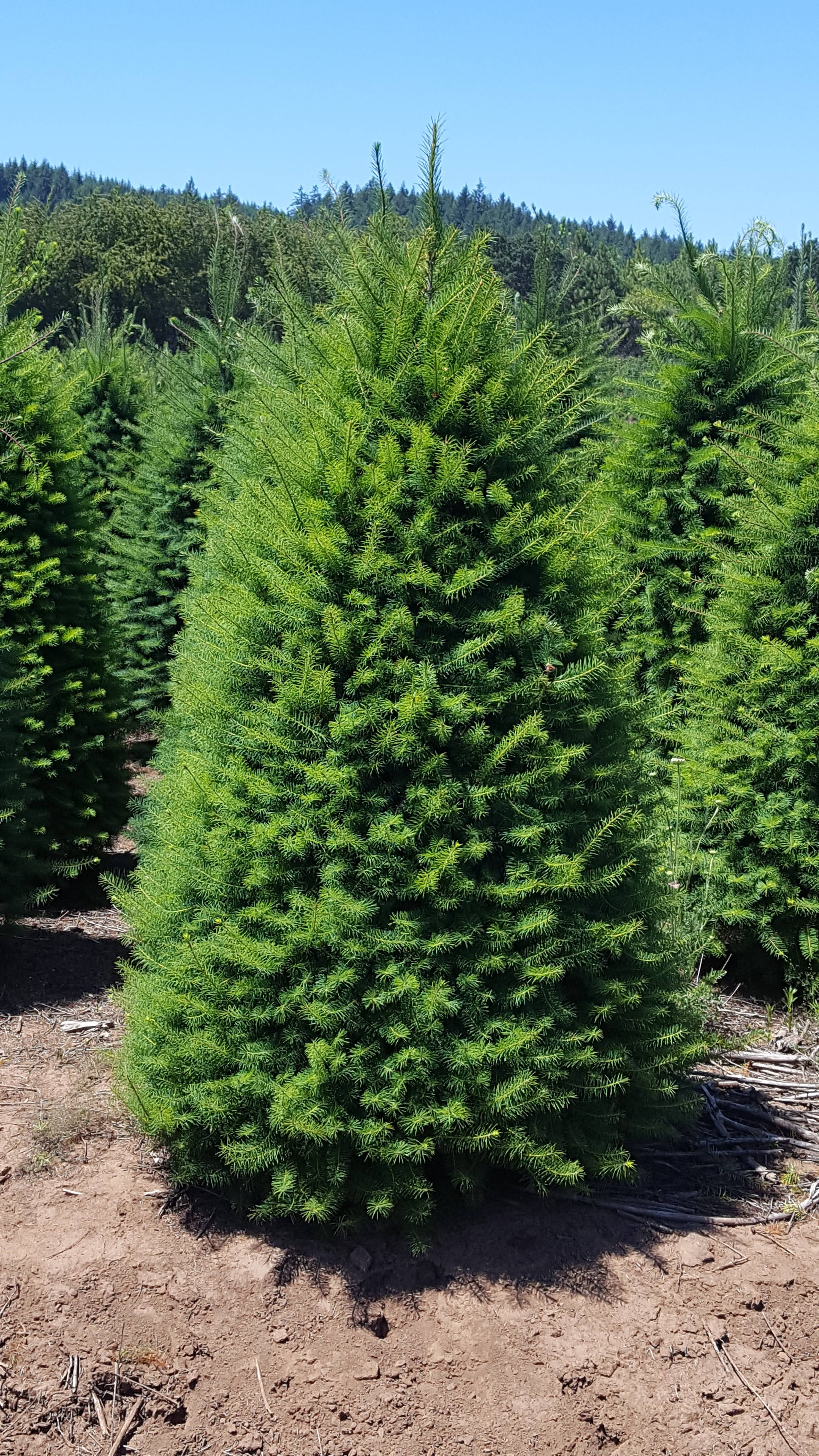 douglas fir seedlings douglas fir seedlings