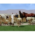 thumbnail image 5 of Evan Almighty (DVD Widescreen) [DVD], 5 of 5