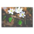 thumbnail image 1 of Cuadro Canva Pixtreats listo para Colgar tipo Galería Flores Blanca 50X75 cm, 1 of 4