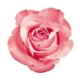 thumbnail image 4 of Nu Aura Skincare Rose Hydrating Toner,  Dry, Mature Skin  4.0 oz, 4 of 5