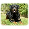 thumbnail image 2 of CafePress - Rottweiler 9R047D 049 Throw Blanket - Soft Fleece Throw Blanket, 50"x60" for All Ages, 2 of 2
