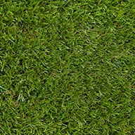 Grass