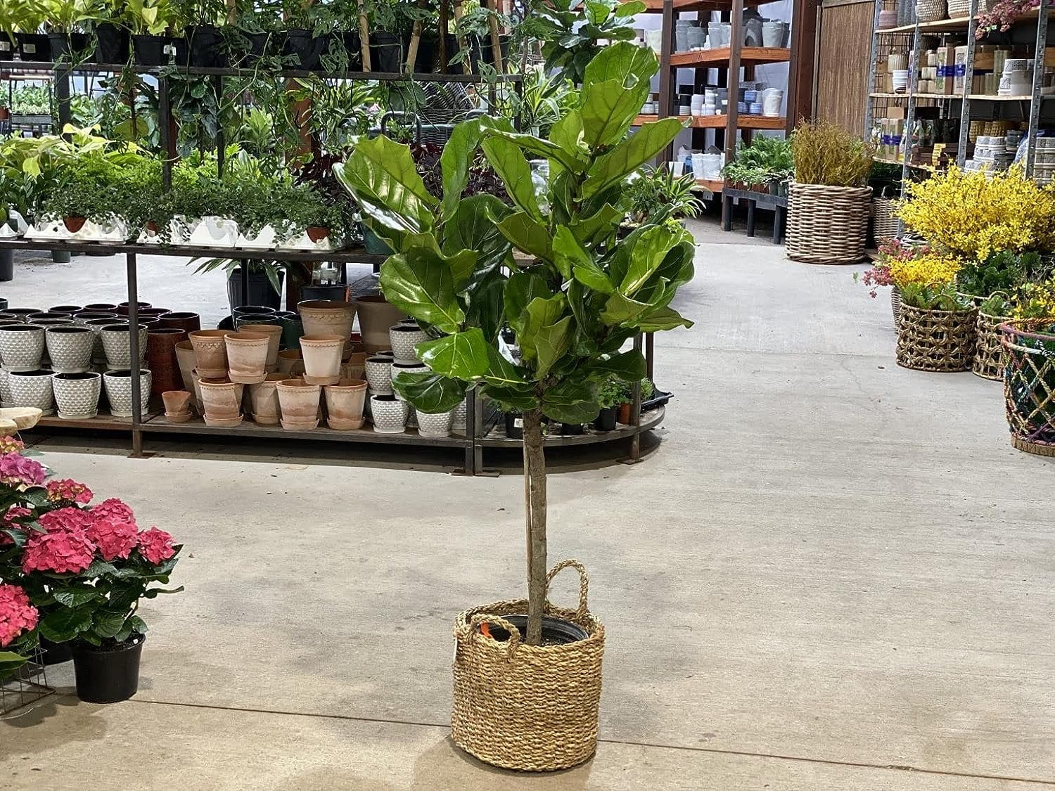 Fiddle Leaf Fig Tree - Live Plant in a 10 Inch Pot - Ficus Lyrata - Florist Quality Air Purifying Indoor Plant