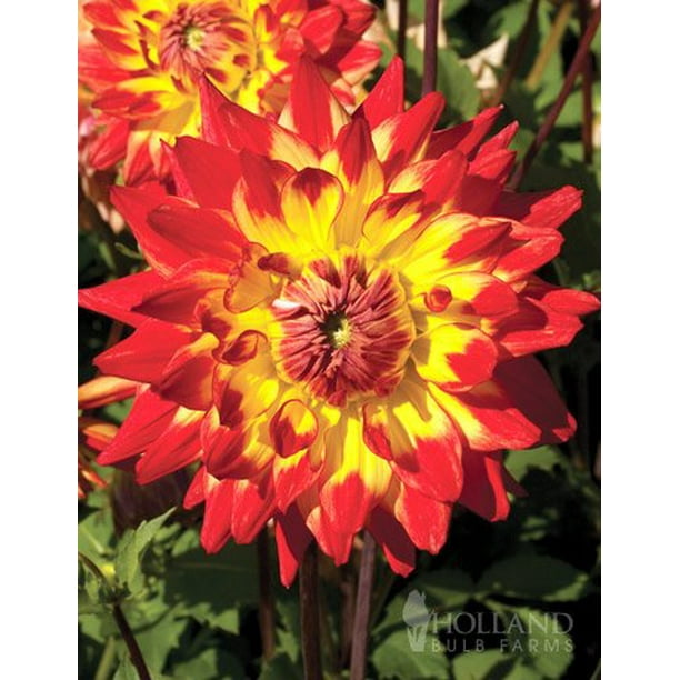 Procyon Decorative Dahlia