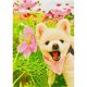 thumbnail image 1 of Diamond Painting (DE4953) Cuadrado 5D DIY Perro Animal Mosaico Decoración (Nx074) 40x50cm FLhrweasw Nuevo, 1 of 1