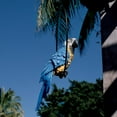 thumbnail image 2 of Design Toscano Polly in Paradise Parrot on Ring Perch: Large, 2 of 4