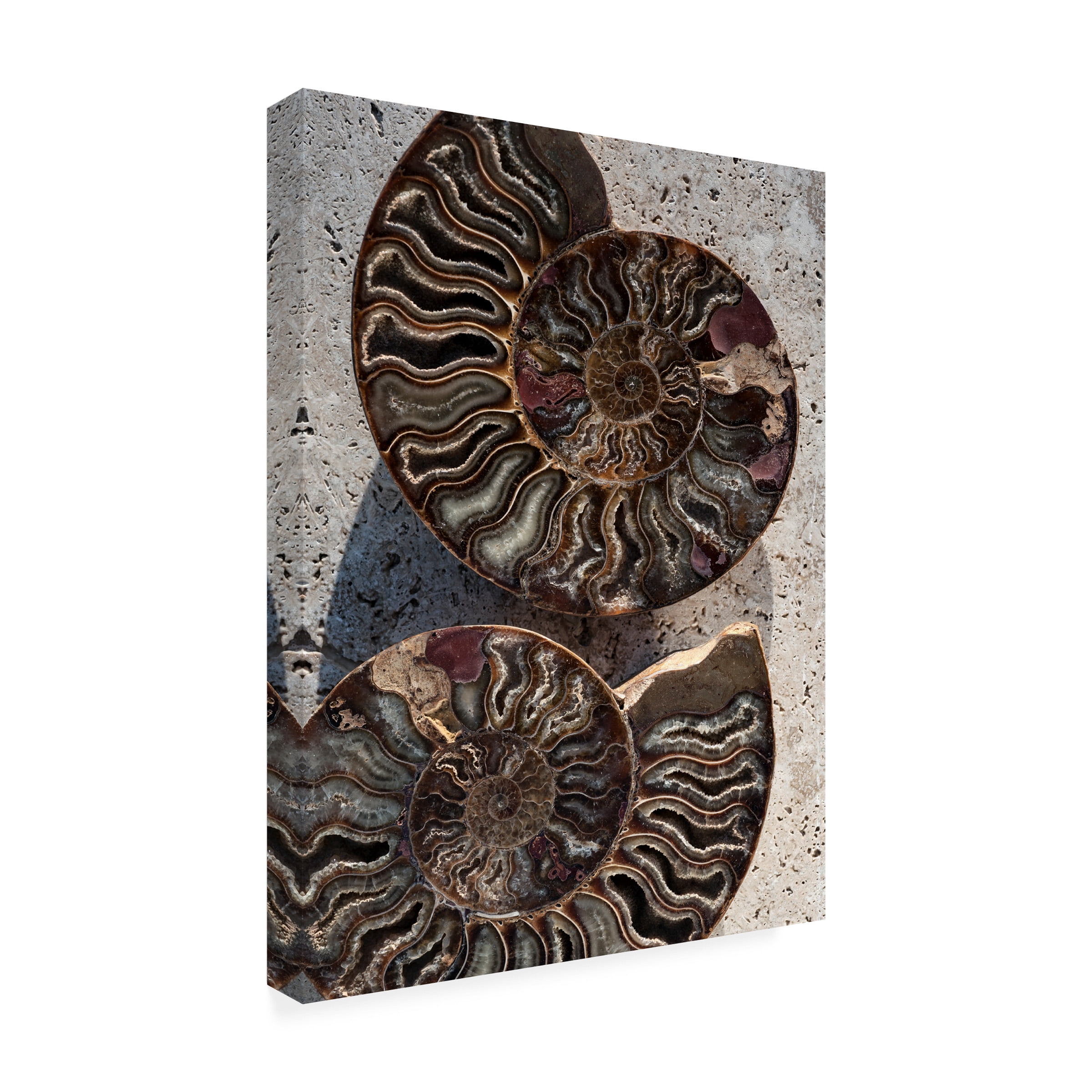 Elena Ray 'Gifts Of The Shore XIII' Canvas Art