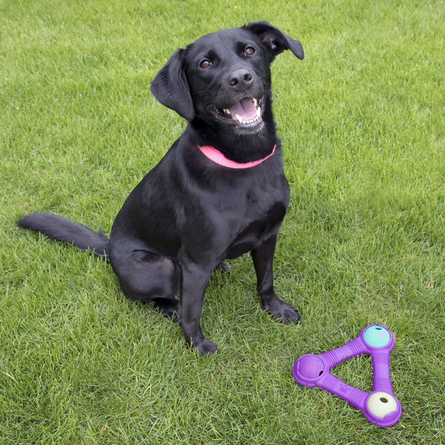 The 11 Best Dog Toys For Tough Chewers Of 2023, Tested And