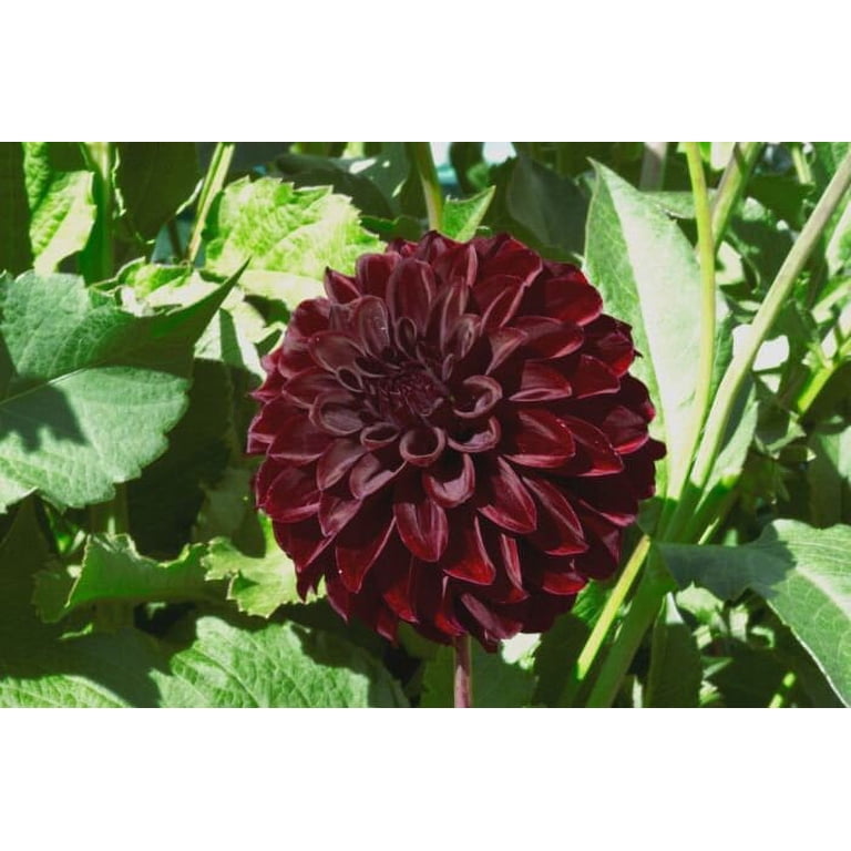 40+ Rare Seeds-Black Satin Dahlia Seeds-#D020-Authentic Seeds-Flowers-Seeds-Rose Seeds-Herb Seeds-Vegetable Seeds-Mix Seeds for Plant- B3G1