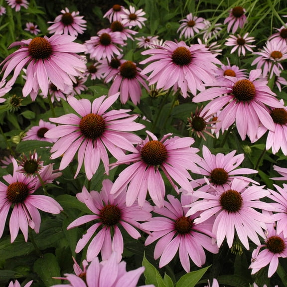 Outsidepride 100 Purple Coneflower Echinacea Purpurea Magnus Plant Seeds, Drought Tolerance