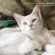thumbnail image 5 of Cama autocalentable para gatos, alfombrilla autocalentable para perros y gatos, almohadilla térmica extra cálida para mascotas de interior y exterior con funda extraíble, base antideslizante y lavable, 5 of 5