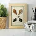 thumbnail image 6 of Bookplate Shells I - Framed Print w/glass - Natural Wood, 6 of 8