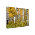 thumbnail image 2 of Trademark Fine Art 'Yellow Woods IV' Canvas Art by David Drost, 2 of 4