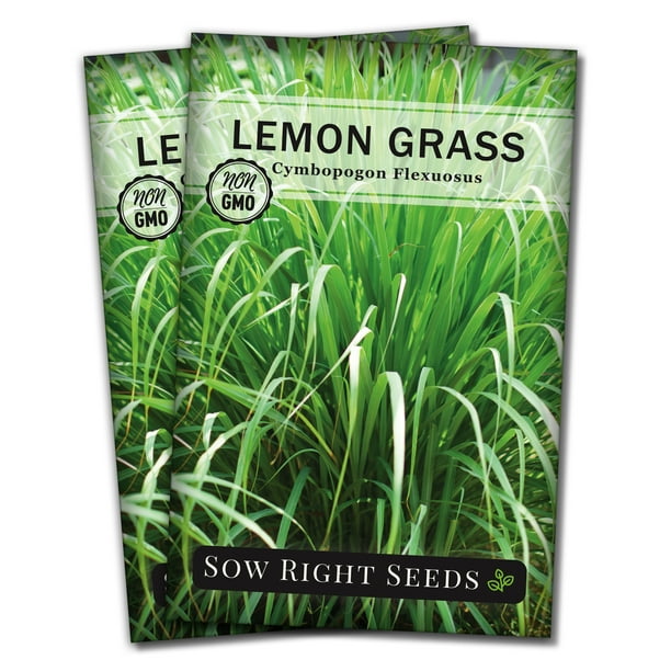 Lemon Grass Seeds for Planting - Non GMO Heirloom Varieties for your ...