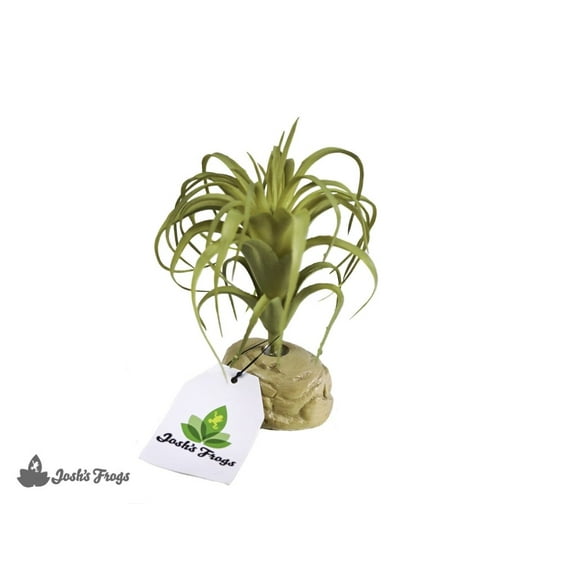 Josh's Frogs Tillandsia