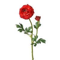 Floral Ranunculus Stem