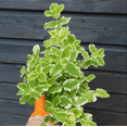 thumbnail image 3 of Pineapple Mint Plant Live for Planting, Mint Plant Variegated Pineapple Mint, Mint for Home Garden Growing, 2-4 Inch Tall, 3 of 9