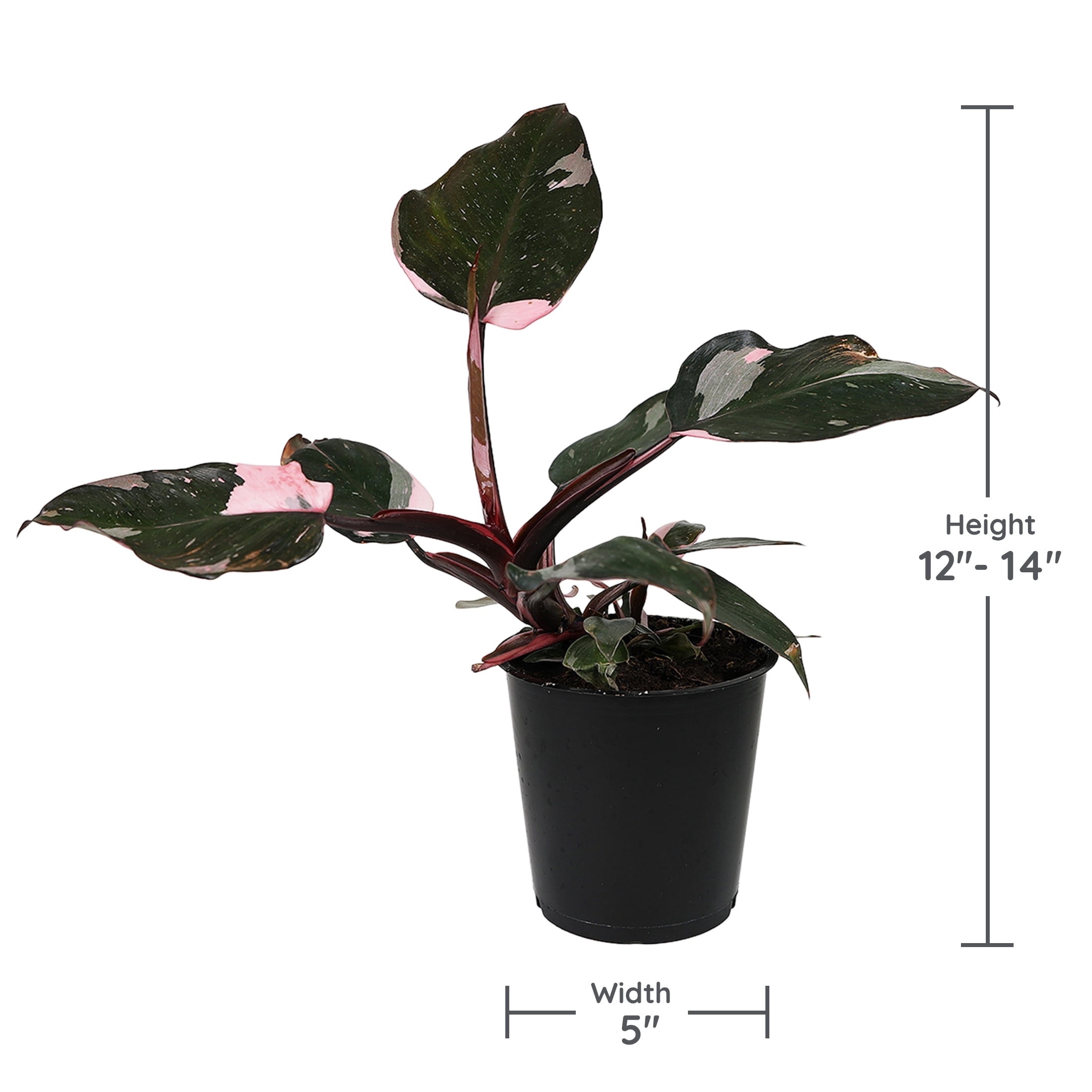 6P 3 Pink Princess, 3 Thai, Grower Pots, Live Plants