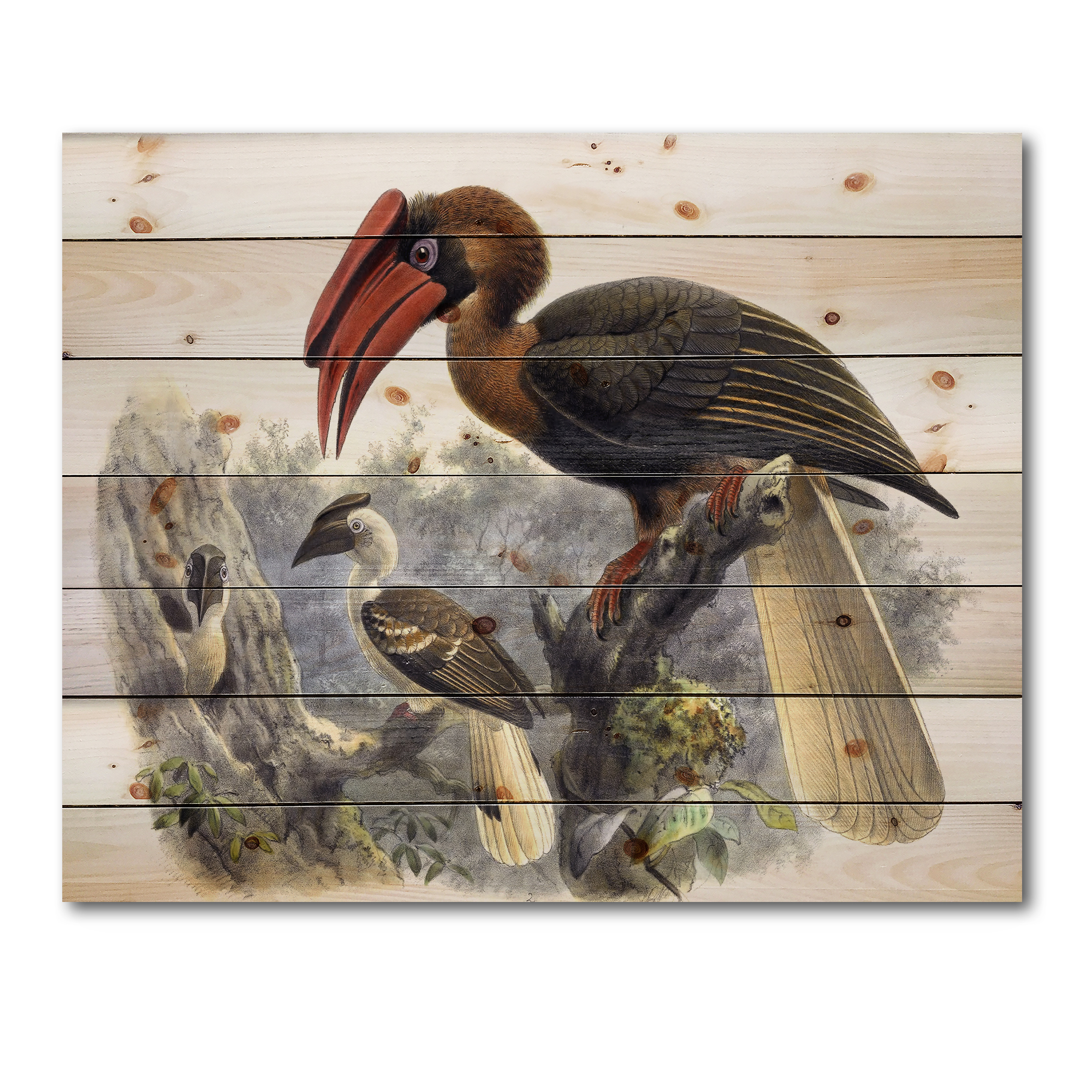 Designart 'Ancient Australian Birds XI' Traditional Print on Natural Pine Wood