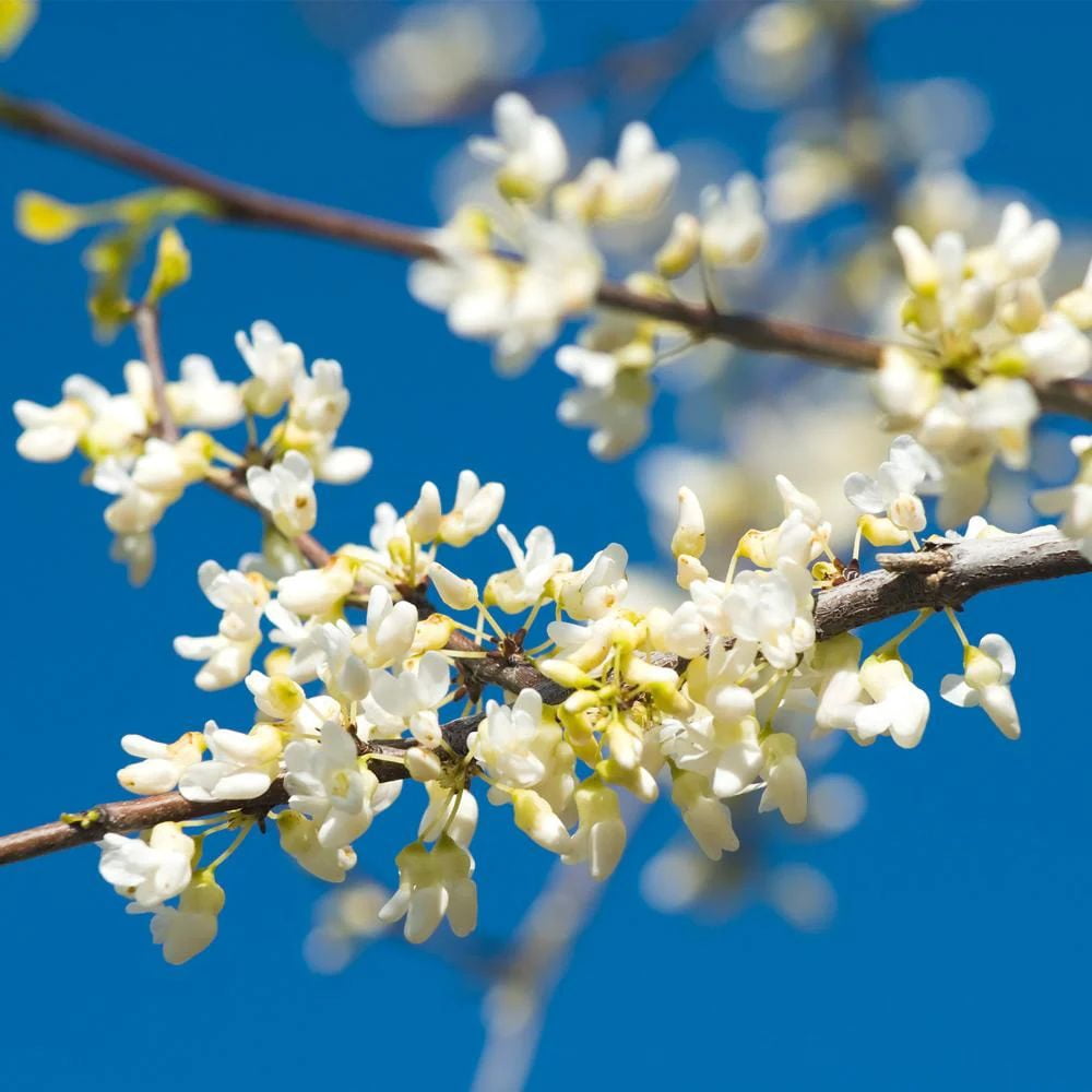Expert Gardener 3-4 ft. tall White Pom Pom Redbud Live Tree in 7-Gallon Grower Pot