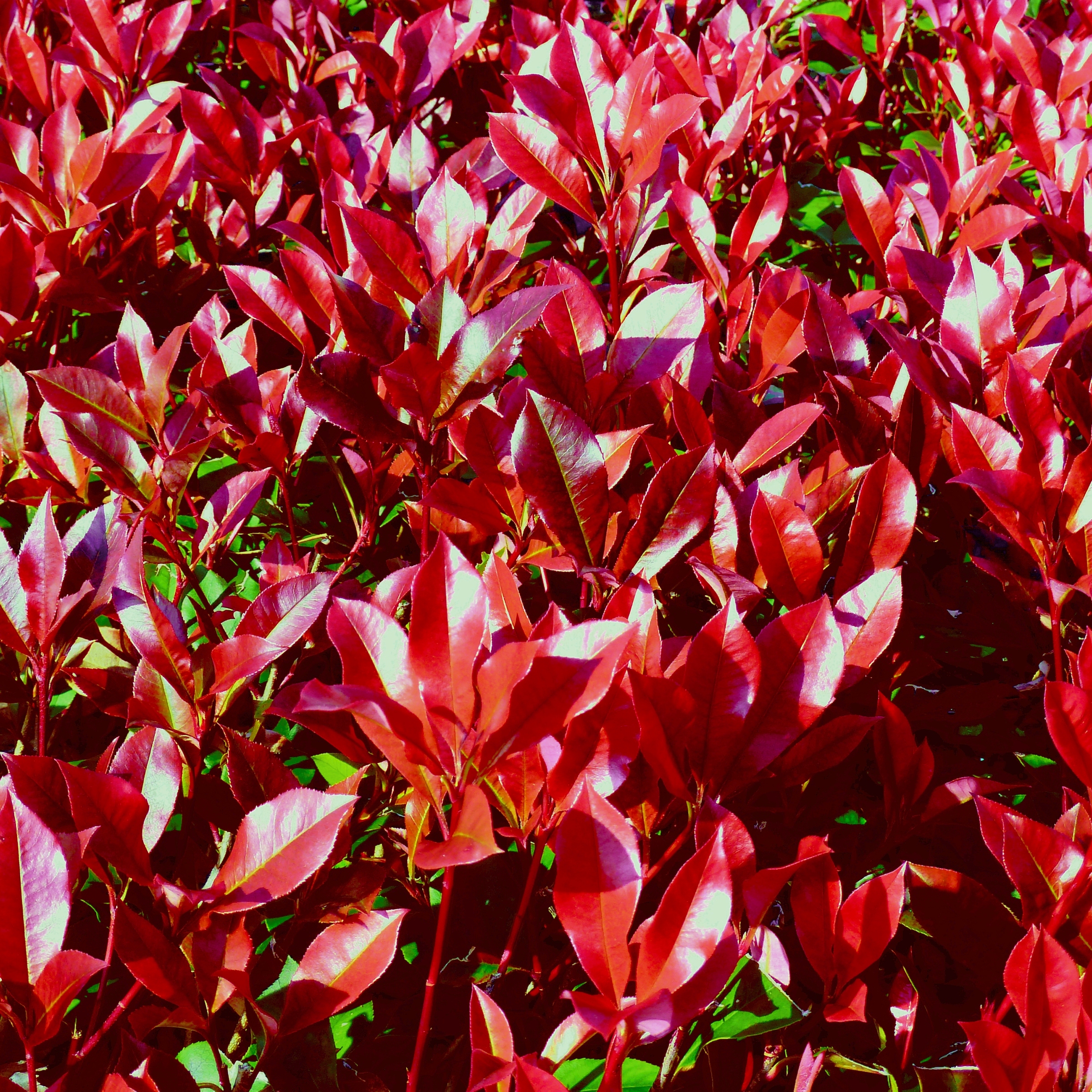 2.25 gal Photinia Dynamo Red Live Shrub with Full Sun