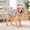 Gray, variant on Dinosaur Skeleton Costume Wearable Plush Spinosaurus Dino Outfit with 3D Headgear Spine - Glow-in-the-Dark Pet Costume, Soft Plush Skeleton Outfit for Dogs and Cats Cosplay Dress Up