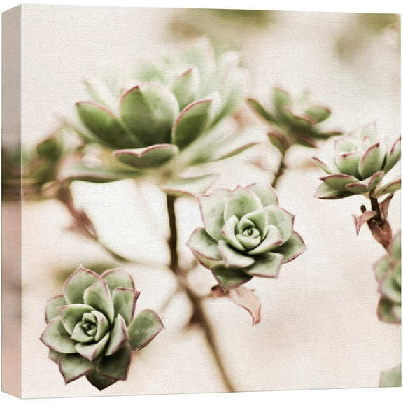 wall26 Canvas Print Wall Art Retro Vintage Succulent Blossoms Nature Wilderness Photography Realism Chic Scenic Relax/Calm Multicolor for Living Room, Bedroom, Office - 24"x24"