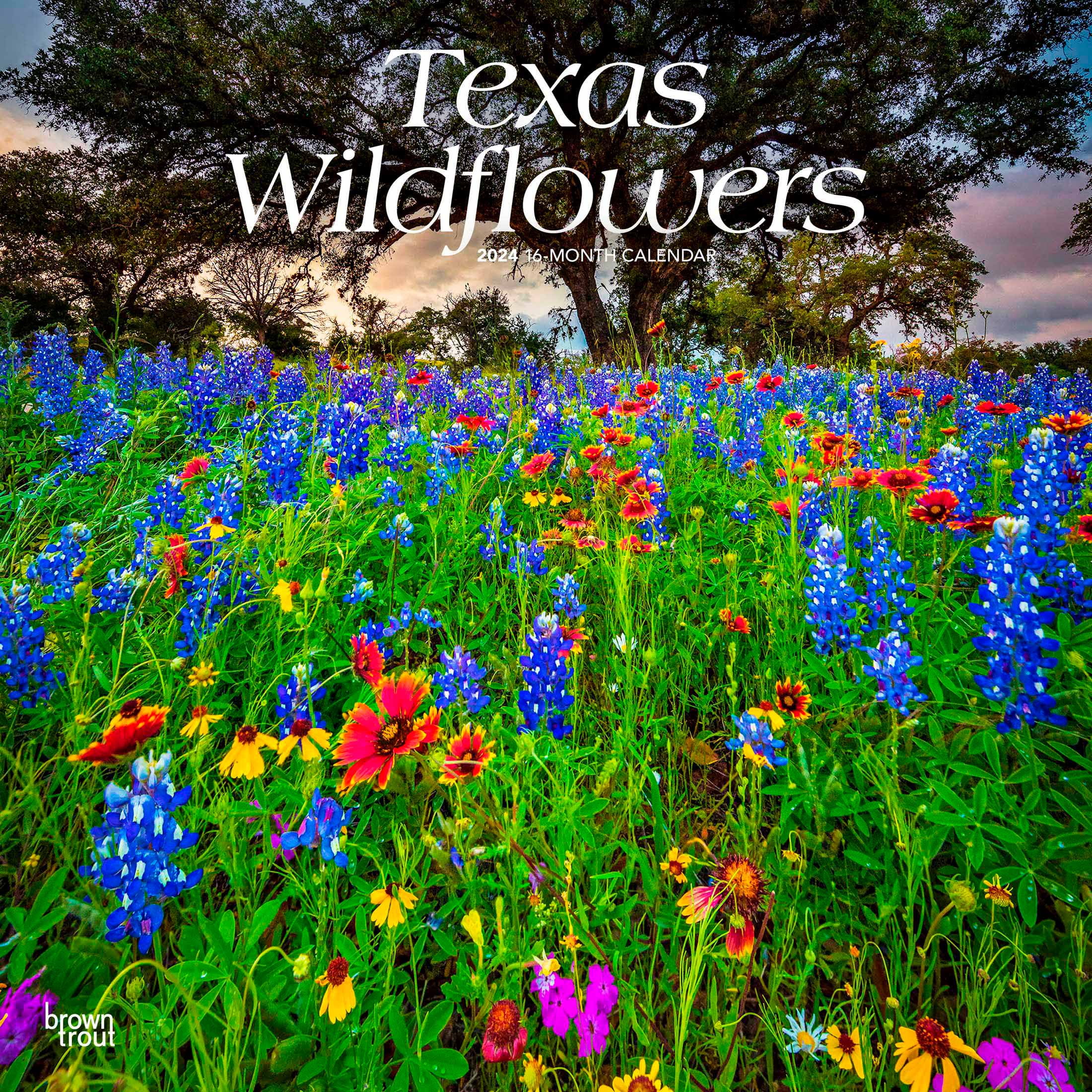 Texas Wildflowers 2024 Wall Calendar 12x12 by Browntrout