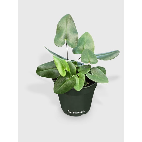 Heart Love Fern 'Kangaroo Foot' - Live Air-Purifying Indoor Plant in Nursery Pot – Easy Care, Low Maintenance Houseplant for Home & Office Decor, Natural Air Cleaner, Best for Beginners (4"Pot)