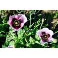 thumbnail image 6 of Seedville 500 Izmir Poppy Flower Seed, White & Purple, 6 of 10
