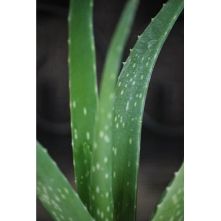 9greenbox Live Aloe Vera W Fertilizer Gift Medicine Plant Walmart