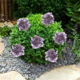 thumbnail image 6 of Tyeign Outdoor Artificial Hydrangea Bushes 18-In, Uv-Resistant Faux Flower Bunch for Wedding Home Shop Planter, No-Fade Spring Summer Porch Decor, 1 Artificial Hydrangea, 1 Artificial Hydrangea, 6 of 9