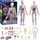 thumbnail image 1 of Modelo transparente de la estructura del cuerpo humano, 29 piezas, órganos y huesos desmontables. Modelo de torso y órganos humanos para ensamblar. Modelo de esqueleto humano para demostración de la e, 1 of 6