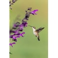 thumbnail image 2 of Day, Richard and Susan 13x18 White Modern Wood Framed Museum Art Print Titled - Ruby-throated Hummingbird-Archilochus colubris-at Salvia Purple and Bloom-Salvia guaranitica-Marion, 2 of 4