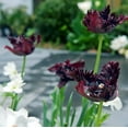 thumbnail image 5 of Easy to Grow Tulip Black Parrot 10 Plant Bulbs, Spring Zones 3-8, 5 of 6