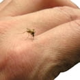 thumbnail image 2 of Aceite Esencial Puro Herbolare Citronela Mix 10 Ml, 2 of 3
