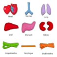 thumbnail image 4 of Anatomy Apron Human Body Organs Awareness Educational Insights Children's Toy, 4 of 4
