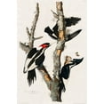 thumbnail image 2 of Audubon, John James 18x24 Gold Ornate Wood Framed with Double Matting Museum Art Print Titled - Ivory-billed Woodpecker, 2 of 4