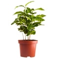 thumbnail image 5 of Arabica Coffee Plant, 5 of 7