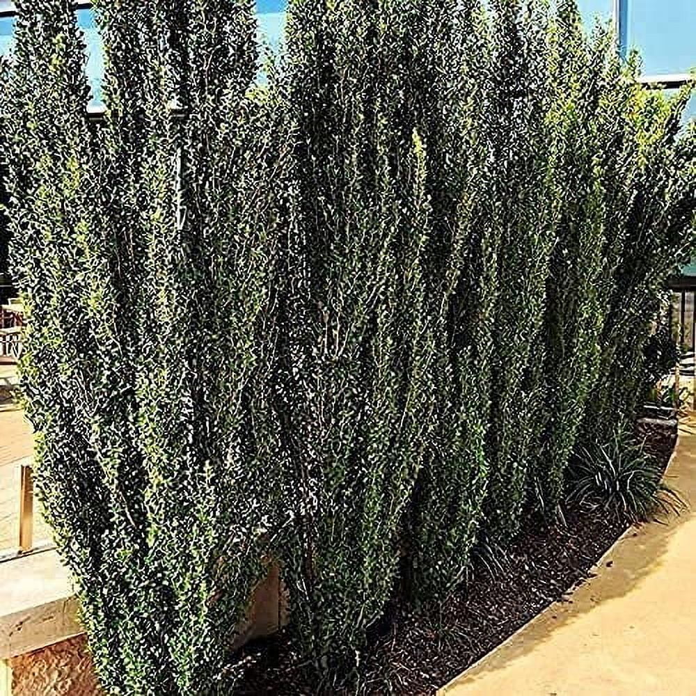 Sky Pencil Japanese Holly - 2 Live Gallon Size Plants - Ilex Crenata - Low Maintenance Formal Evergreen Hedge